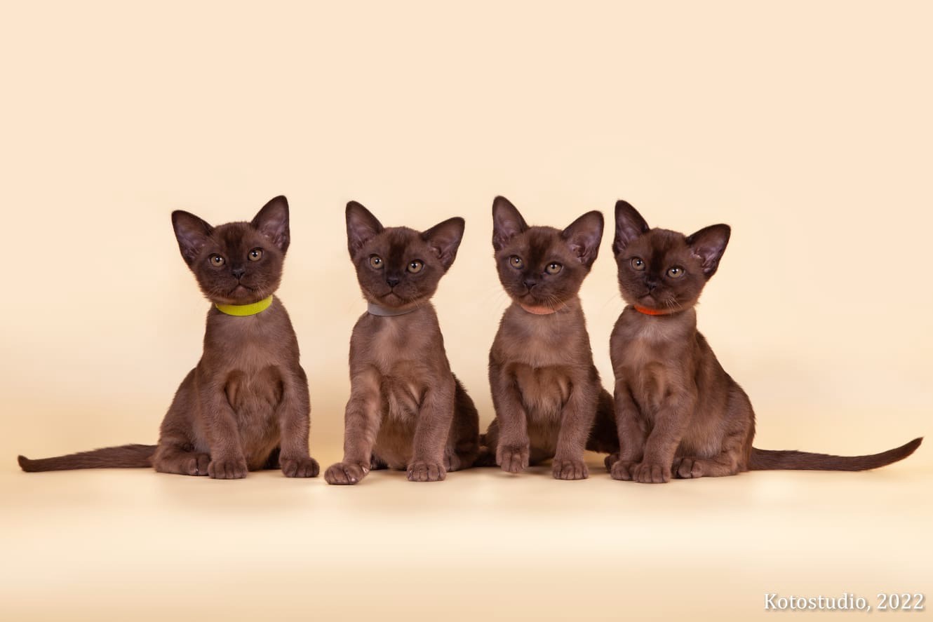 Бурманская Кошка Купить Из Питомника