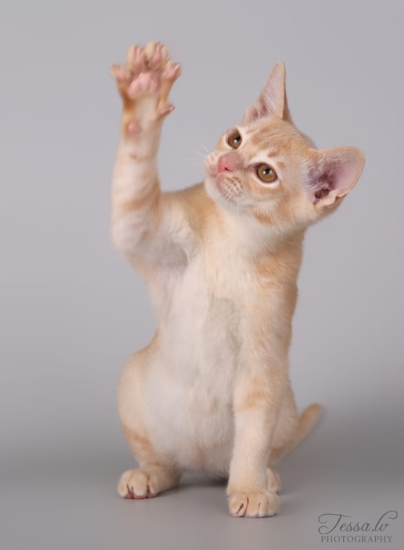  EE* Berry Splash Vielerto