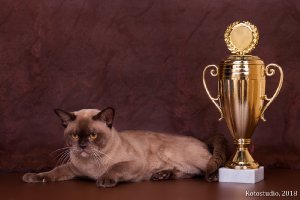 ICh.Tadeo Silk de Bur