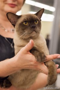 ICh.Tadeo Silk de Bur