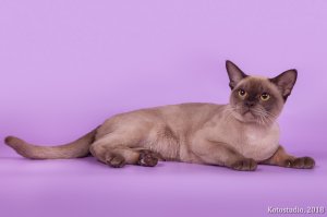 ICh.Tadeo Silk de Bur