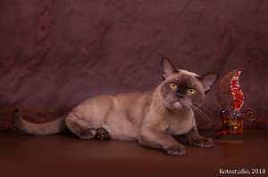 ICh.Tadeo Silk de Bur