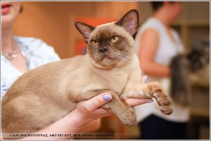 ICh.Tadeo Silk de Bur