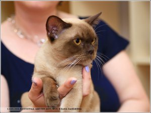 ICh.Tadeo Silk de Bur