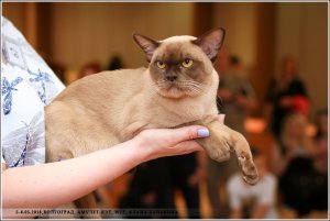 ICh.Tadeo Silk de Bur