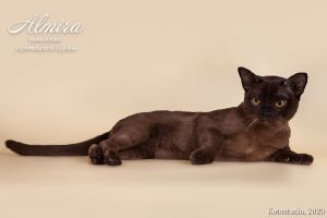 Evangeline Almira*RU