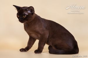 Evangeline Almira*RU