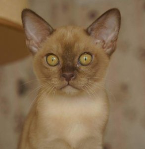 СH. UA*Oktarin Orianna