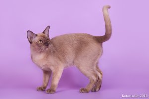 СH. UA*Oktarin Orianna