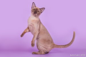 СH. UA*Oktarin Orianna