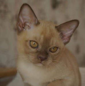 СH. UA*Oktarin Orianna