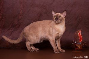 СH. UA*Oktarin Orianna