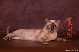 СH. UA*Oktarin Orianna