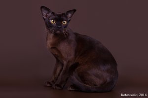 ICh. UA*Oktarin Salvadora