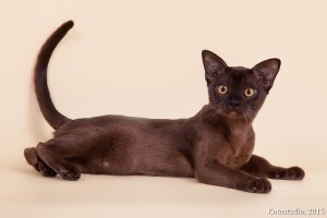 ICh. UA*Oktarin Salvadora