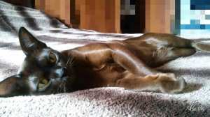 ICh. UA*Oktarin Salvadora