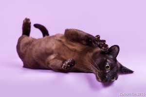 ICh. UA*Oktarin Salvadora