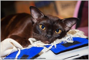 ICh. UA*Oktarin Salvadora