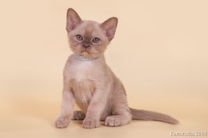 Vin Diesel Almira*RU