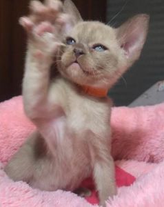 Jean Batist Almira*RU