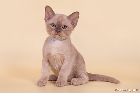 Vin Diesel Almiracat