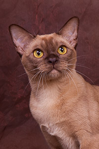 oktarin orianna 200 300