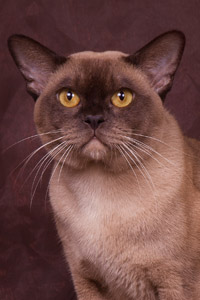 tadeo silk de bur 200 300