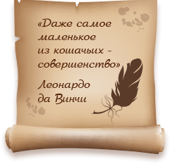 Котята бурмы