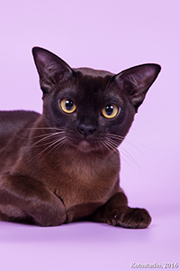 Питомник бурманских кошек Almira