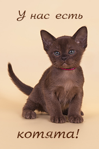 Есть бурманские котята на продажу